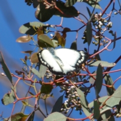 Delias harpalyce at Pearce, ACT - 1 May 2022 12:17 PM