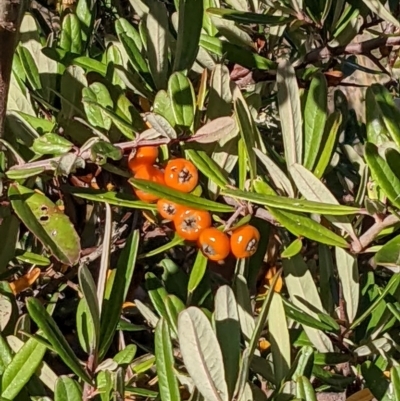 Pyracantha angustifolia (Firethorn, Orange Firethorn) at Mount Majura - 1 May 2022 by abread111