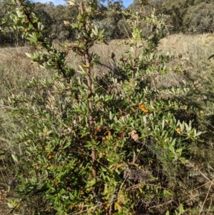 Pyracantha angustifolia at Watson, ACT - 1 May 2022