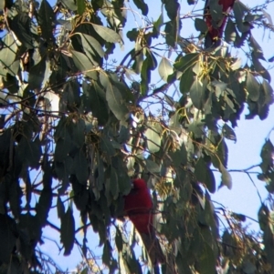 Platycercus elegans at Nariel Valley, VIC - 30 Apr 2022