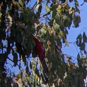 Platycercus elegans at Nariel Valley, VIC - 30 Apr 2022