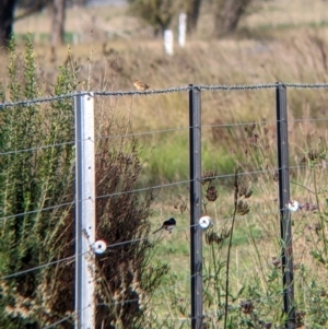 Cisticola exilis at Towong, VIC - 1 May 2022 09:20 AM