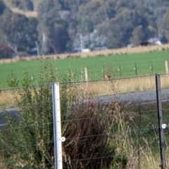 Cisticola exilis at Towong, VIC - 1 May 2022 09:20 AM