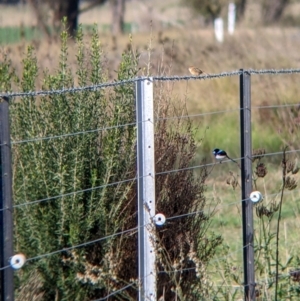 Malurus cyaneus at Towong, VIC - 1 May 2022 09:19 AM