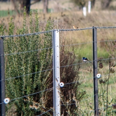 Malurus cyaneus (Superb Fairywren) at Towong, VIC - 30 Apr 2022 by Darcy