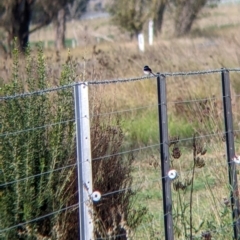 Malurus cyaneus at Towong, VIC - 1 May 2022 09:19 AM