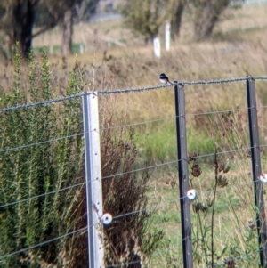 Malurus cyaneus at Towong, VIC - 1 May 2022 09:19 AM