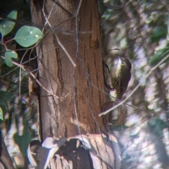 Cormobates leucophaea (White-throated Treecreeper) at Cudgewa, VIC - 1 May 2022 by Darcy
