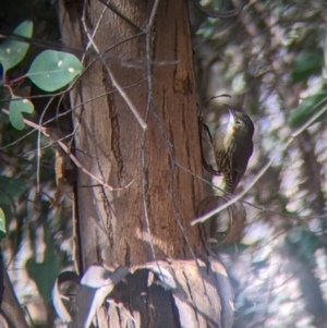 Cormobates leucophaea at Cudgewa, VIC - 1 May 2022