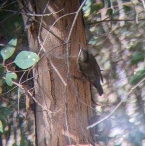 Cormobates leucophaea at Cudgewa, VIC - suppressed