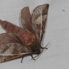 Oxycanus sp. (genus) (Unidentified Oxycanus moth) at Higgins, ACT - 1 May 2022 by AlisonMilton