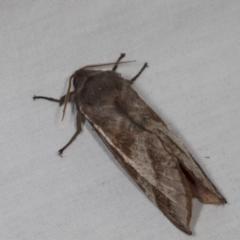 Oxycanus (genus) at Higgins, ACT - 1 May 2022