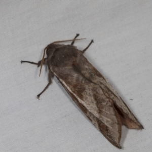 Oxycanus (genus) at Higgins, ACT - 1 May 2022 02:00 PM