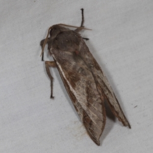 Oxycanus (genus) at Higgins, ACT - 1 May 2022 02:00 PM