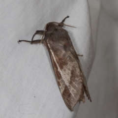 Oxycanus (genus) at Higgins, ACT - 1 May 2022 02:00 PM