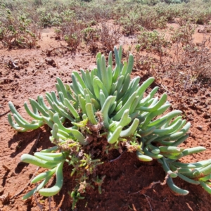 Sarcozona praecox at Silverton, NSW - 28 Apr 2022 01:22 PM