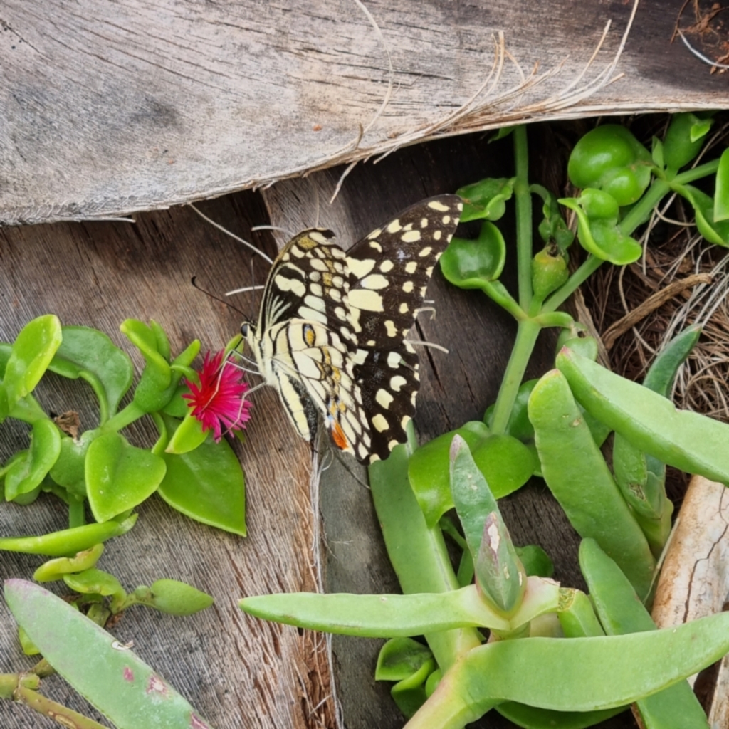 Papilio demoleus at Packsaddle, NSW - 29 Apr 2022