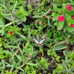 Papilio demoleus at Packsaddle, NSW - 29 Apr 2022 12:41 PM