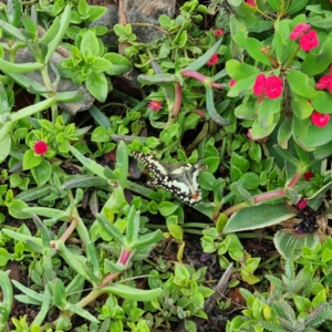 Papilio demoleus at Packsaddle, NSW - 29 Apr 2022