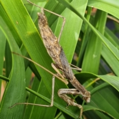 Unidentified Stick insect (Phasmatodea) (TBC) at Packsaddle, NSW - 29 Apr 2022 by AaronClausen