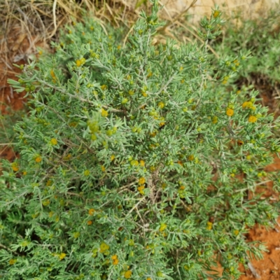 Enchylaena tomentosa var. tomentosa (Ruby Saltbush) at Packsaddle, NSW - 29 Apr 2022 by AaronClausen