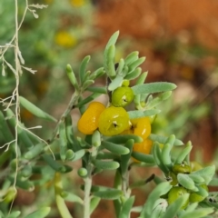 Enchylaena tomentosa var. tomentosa at Packsaddle, NSW - 29 Apr 2022