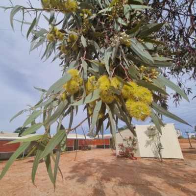 Eucalyptus woodwardii (Lemon-flowered Gum, Woodward's Blackbutt) at Packsaddle, NSW - 29 Apr 2022 by AaronClausen