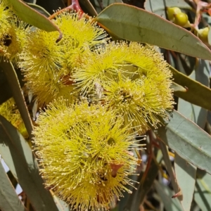 Eucalyptus woodwardii at Packsaddle, NSW - 29 Apr 2022