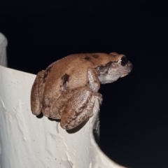 Unidentified Frog (TBC) at Packsaddle, NSW - 29 Apr 2022 by AaronClausen