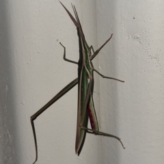 Unidentified Grasshopper (several families) at Packsaddle, NSW - 29 Apr 2022 by AaronClausen