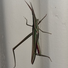 Unidentified Grasshopper (several families) (TBC) at Packsaddle, NSW - 29 Apr 2022 by AaronClausen