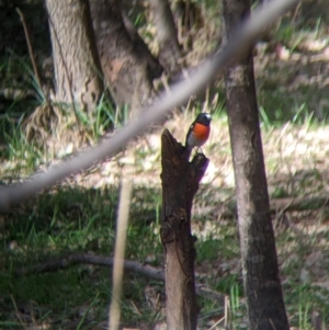 Petroica boodang at Cudgewa, VIC - 1 May 2022