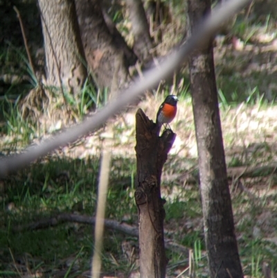 Petroica boodang (Scarlet Robin) at Cudgewa, VIC - 1 May 2022 by Darcy