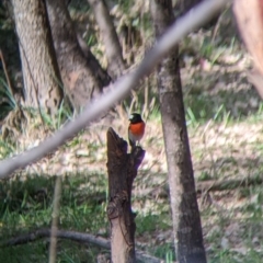 Petroica boodang at Cudgewa, VIC - 1 May 2022