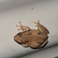 Litoria rubella at Packsaddle, NSW - 29 Apr 2022 07:16 PM