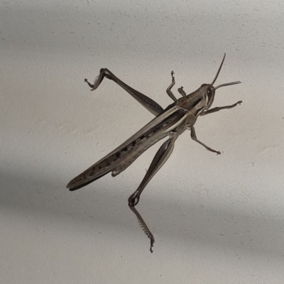 Unidentified Grasshopper (several families) at Packsaddle, NSW - 29 Apr 2022 by AaronClausen