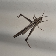 Unidentified Grasshopper (several families) (TBC) at Packsaddle, NSW - 29 Apr 2022 by AaronClausen