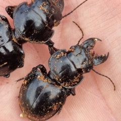 Unidentified Scarab beetle (Scarabaeidae) at Packsaddle, NSW - 29 Apr 2022 by AaronClausen