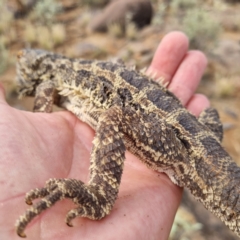 Pogona vitticeps (Central Bearded Dragon) at Tibooburra, NSW - 30 Apr 2022 by AaronClausen