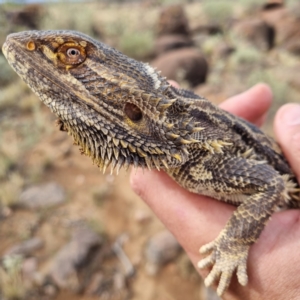 Pogona vitticeps at Tibooburra, NSW - 30 Apr 2022 02:42 PM