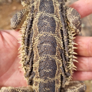 Pogona vitticeps at Tibooburra, NSW - 30 Apr 2022 02:42 PM