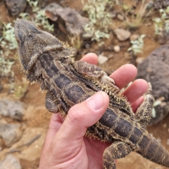 Pogona vitticeps at Tibooburra, NSW - 30 Apr 2022 02:42 PM