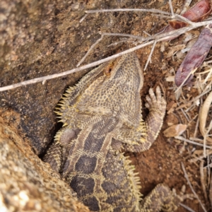 Pogona vitticeps at Tibooburra, NSW - 30 Apr 2022 02:42 PM