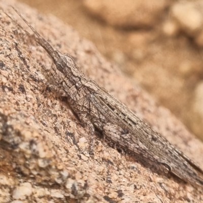 Coryphistes ruricola (Bark-mimicking Grasshopper) at Tibooburra, NSW - 30 Apr 2022 by AaronClausen