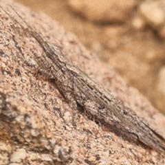 Unidentified Grasshopper (several families) at Tibooburra, NSW - 30 Apr 2022 by AaronClausen