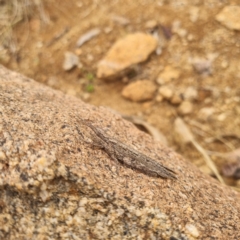 Coryphistes ruricola at Tibooburra, NSW - 30 Apr 2022 04:03 PM