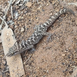 Heteronotia binoei at Tibooburra, NSW - 30 Apr 2022 04:20 PM