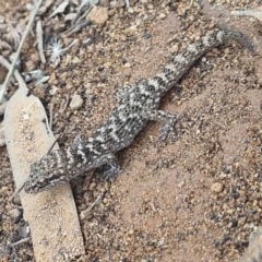 Unidentified Monitor/Gecko at Tibooburra, NSW - 30 Apr 2022 by AaronClausen