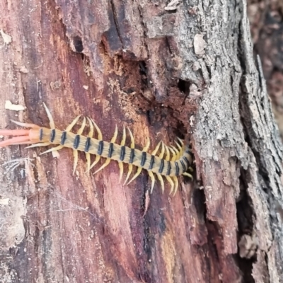 Scolopendromorpha (order) (A centipede) at Tibooburra, NSW - 30 Apr 2022 by AaronClausen