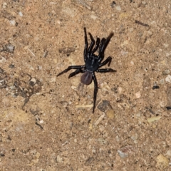 Conothele sp. (genus) (Saddle-Legged Trapdoor) at Tibooburra, NSW - 30 Apr 2022 by AaronClausen